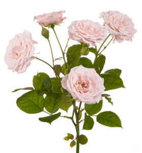 10x Rosa aerobic 60cm