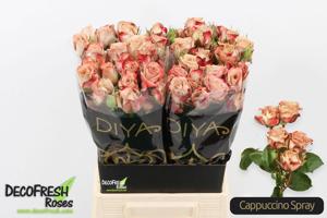 5x Rosa cappuccino 50cm