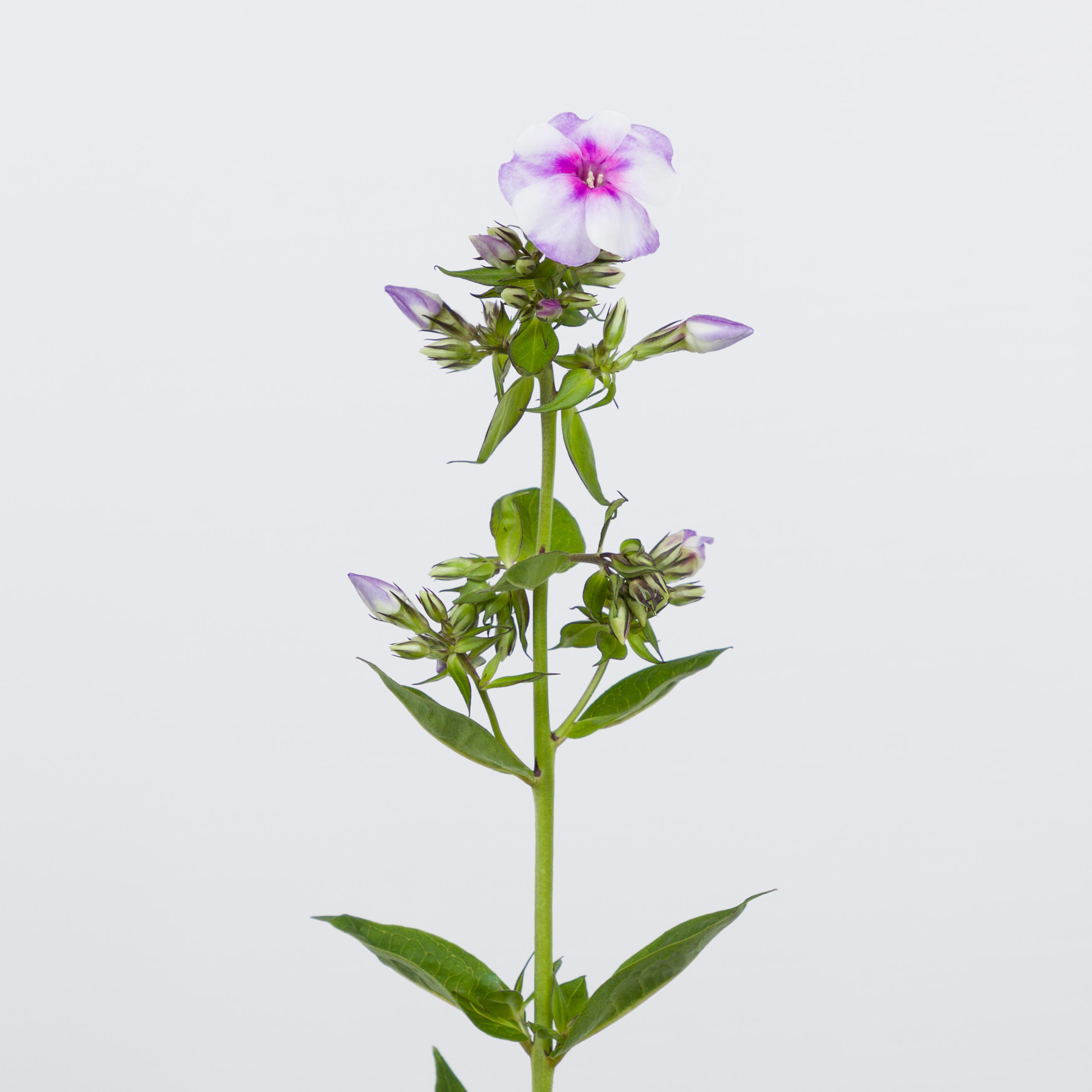 20x Phlox isabella 60cm
