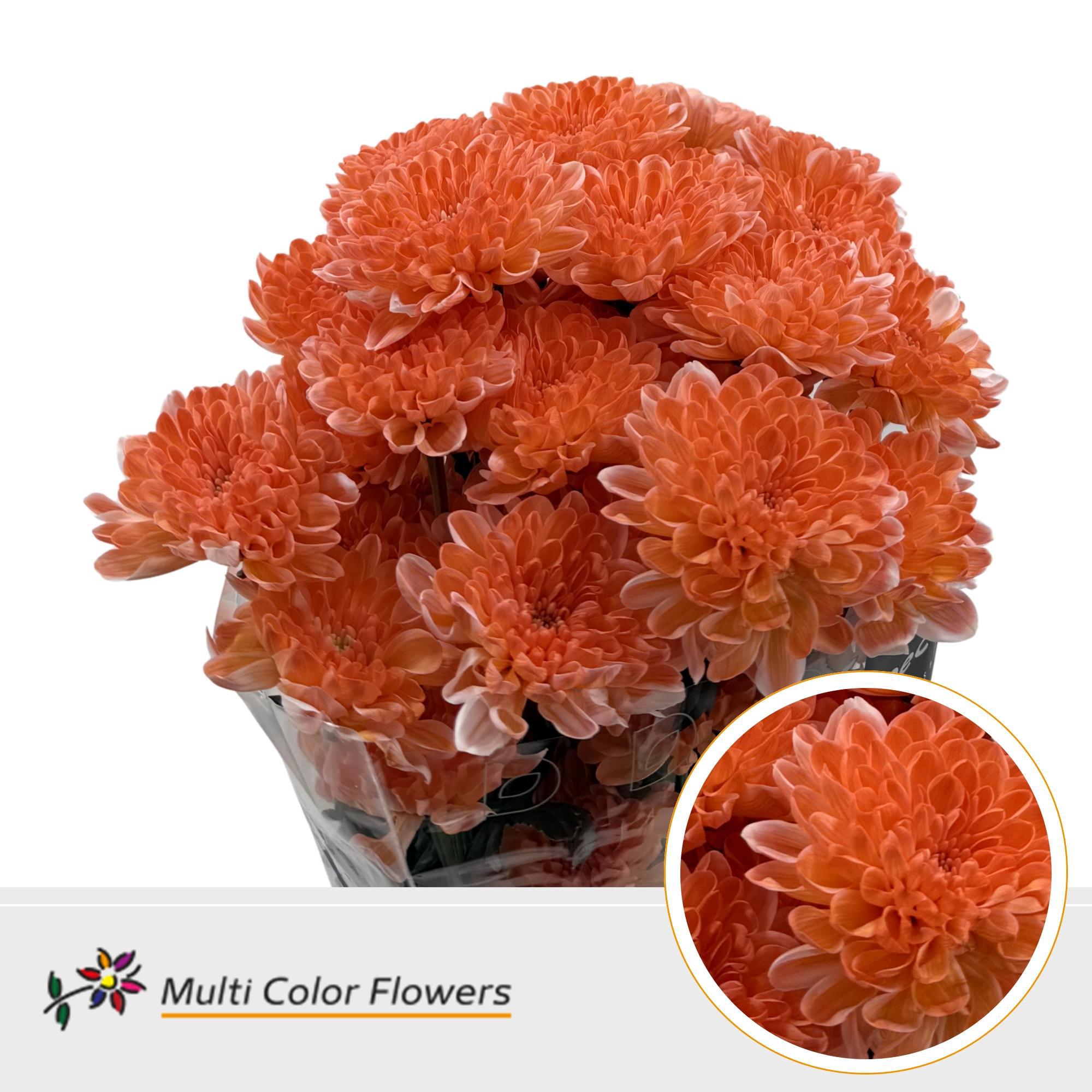 10x Chrysant overig 60cm