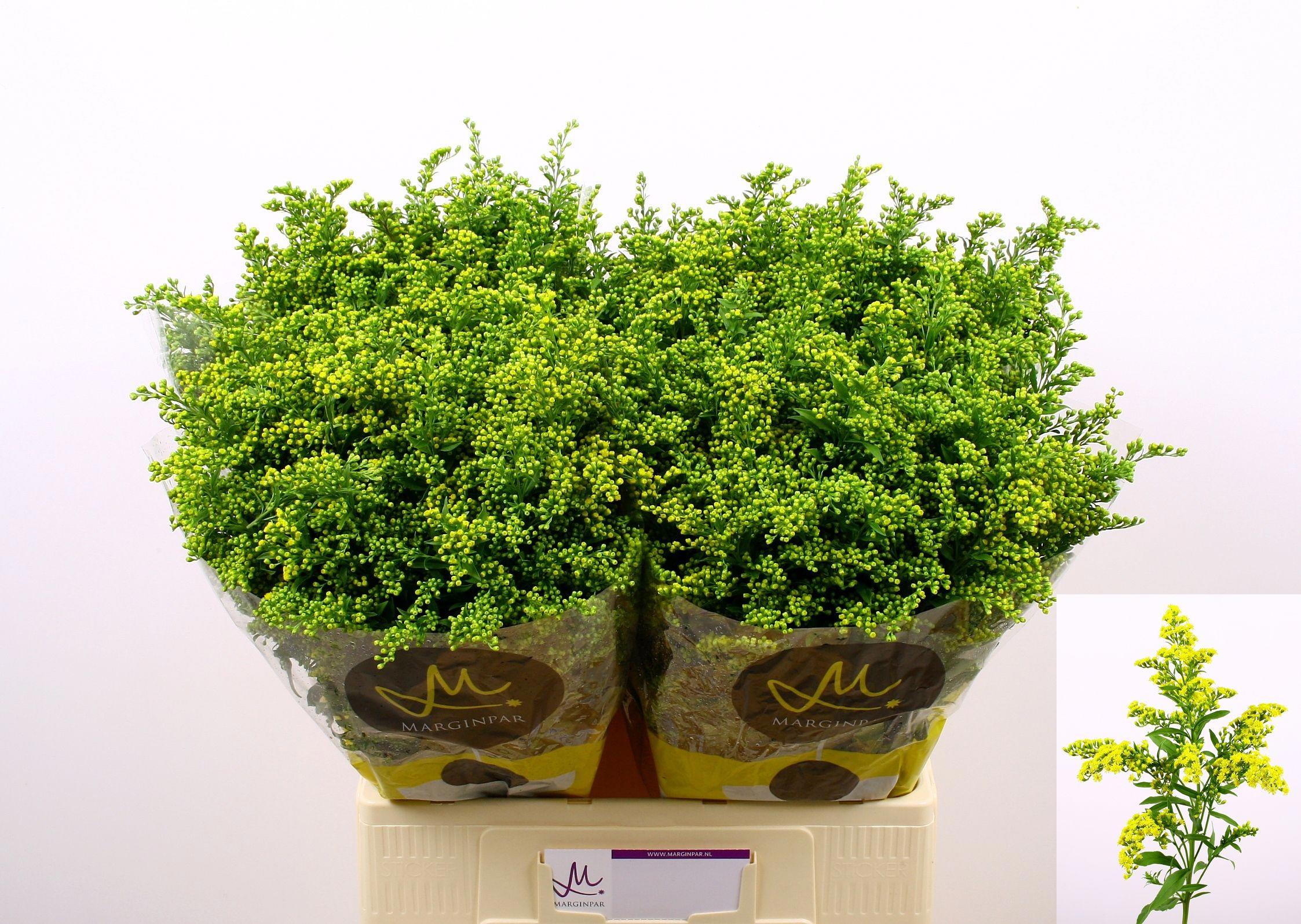 25x Solid.carzan glory 70cm