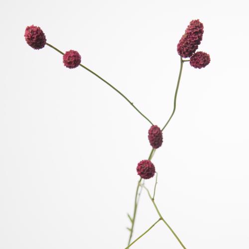50x Sanguisorba arnhem 80cm