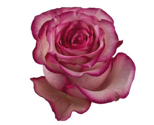 25x Rosa carousel 50cm