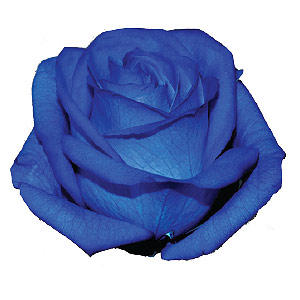 12x Rosa mondial blue 60cm