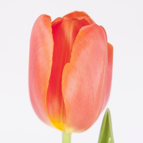 50x Tulipa orange juice en 40cm