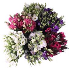 60x Eust.mix var.du 70cm
