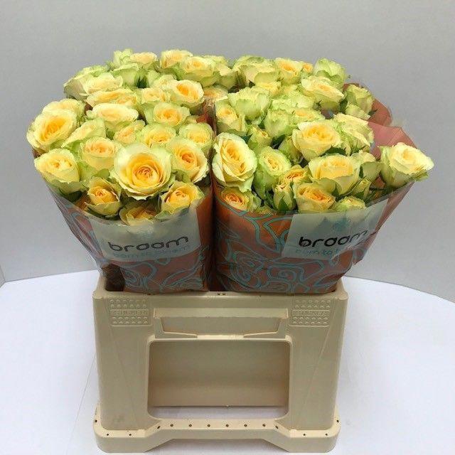 10x Rosa bandolero 40cm