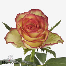 10x Rosa tiger 70cm