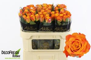 20x Rosa marie-claire! 70cm