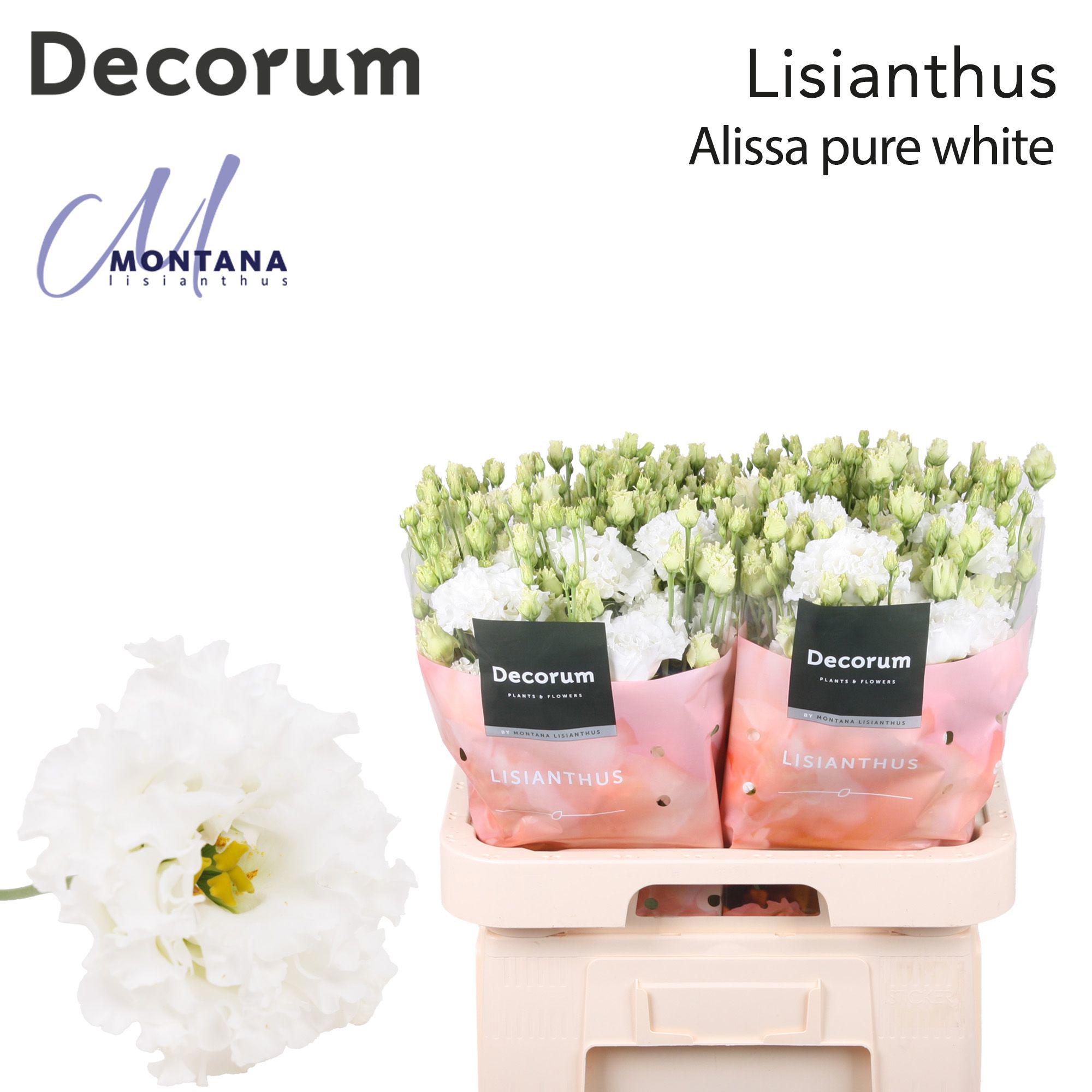 10x Eust.alissa pure white du 70cm