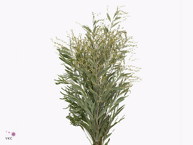 10x Acacia hamburyana bloeiend 60cm