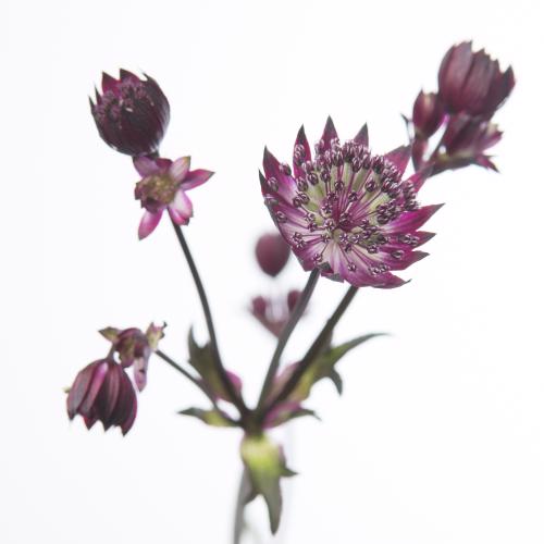 50x Astrantia star of love 60cm