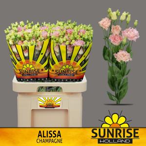 10x Eust.alissa champagne du 70cm
