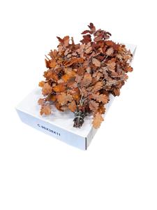 5x Dc quercus oranje gestabiliseerd 50cm