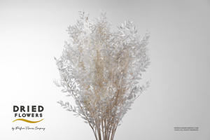 100x Dc ruscus bleached white 70cm