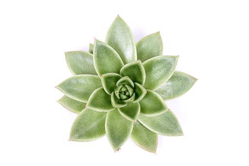36x Echeveria miranda