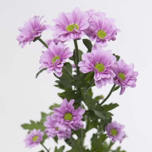 25x Chrysant san.krissi 50cm