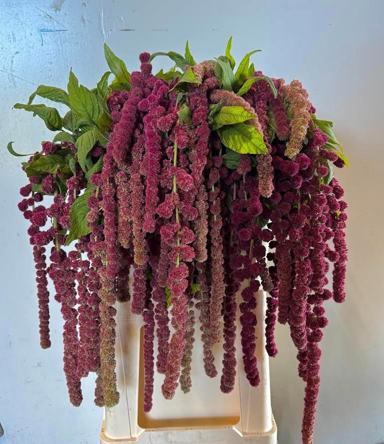 10x Amaran.hang rosary 80cm