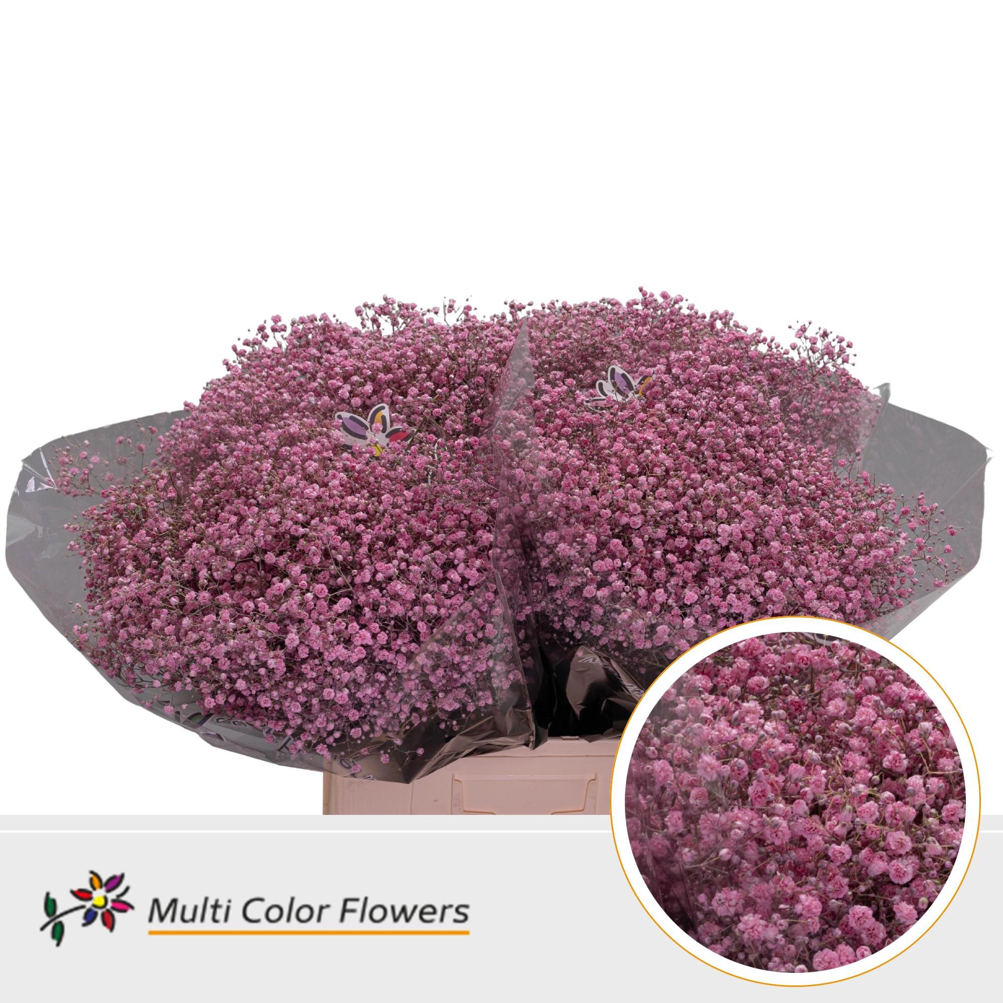 25x Gipskruid xlence roze 70cm