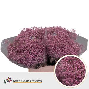 25x Gipskruid xlence roze 70cm