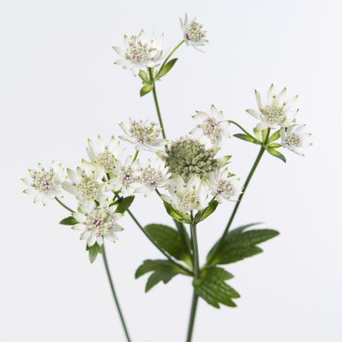 50x Astrantia billion stars 60cm