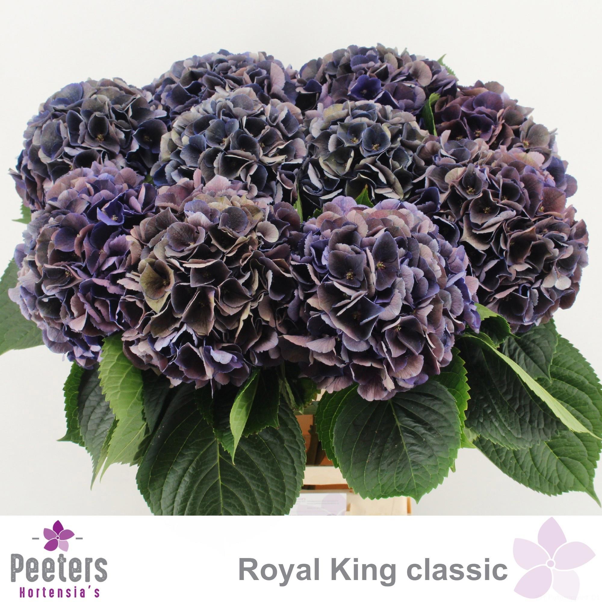 10x Hydr.mag.royal king classic 60cm