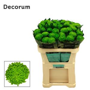 10x Chrysant alemani 70cm