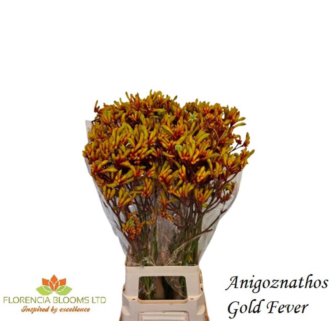 20x Anigoz.gold fever 80cm