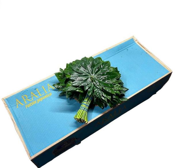 5x Sg aralia bicolor medium 30cm