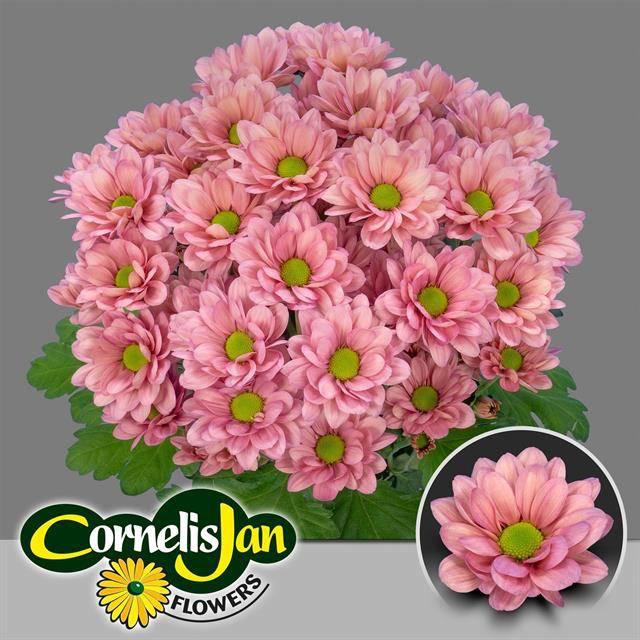 10x Chrysant resq lucie 70cm