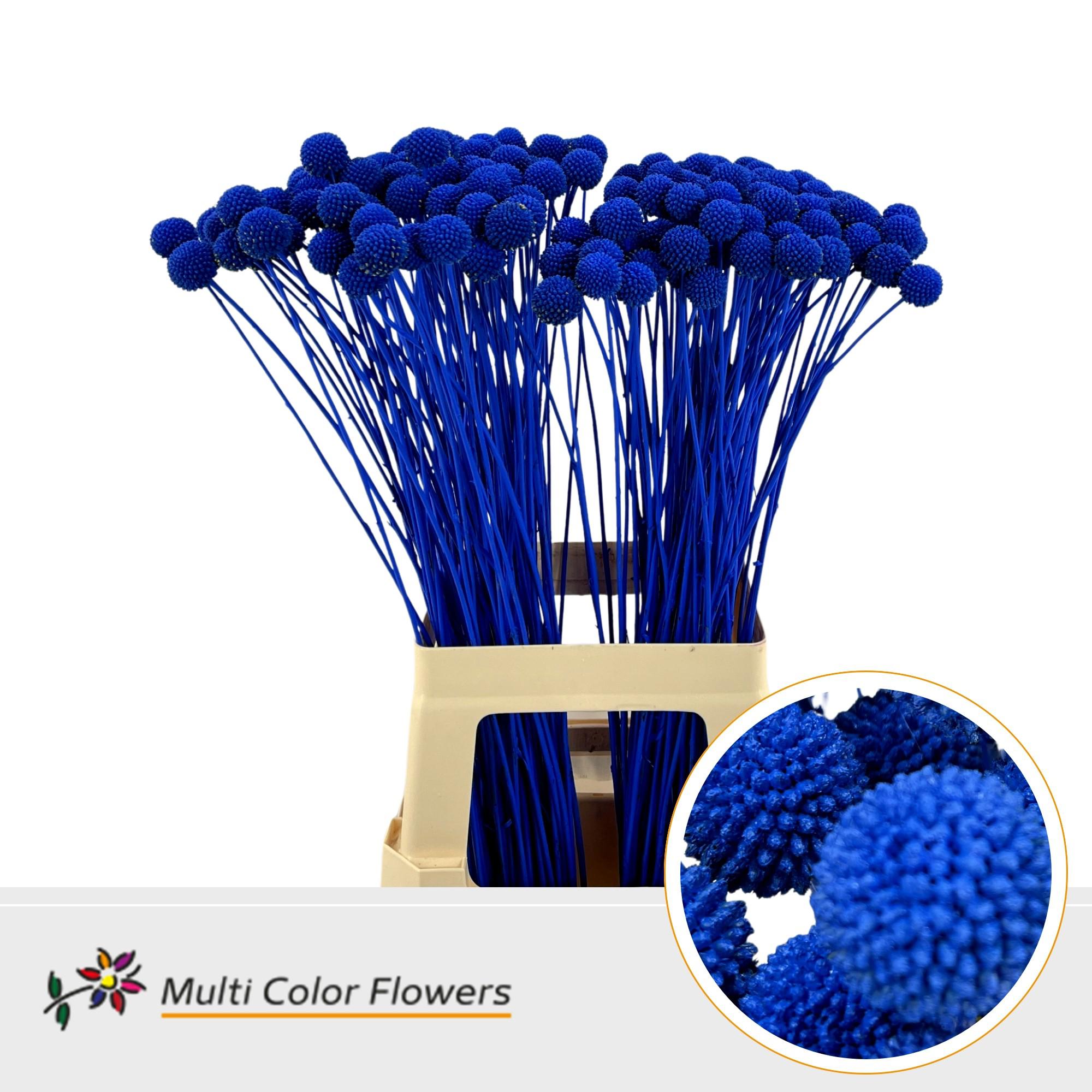 50x Craspedia blauw 70cm
