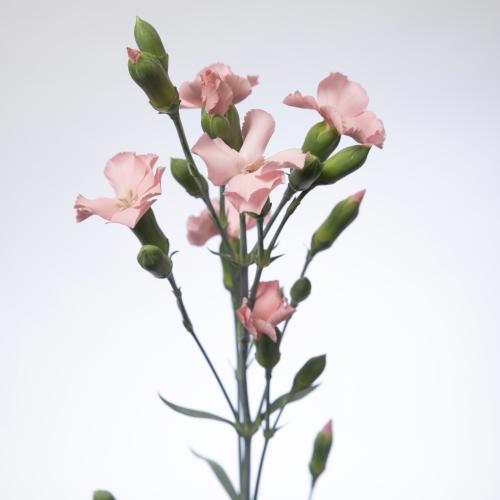 20x Dian.tr.solomio ivo 60cm