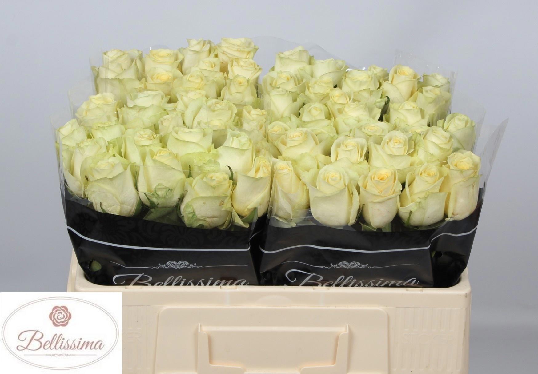 10x Rosa cream unique 50cm