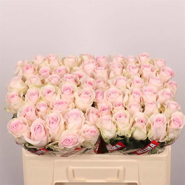 20x Rosa revival sweet 50cm