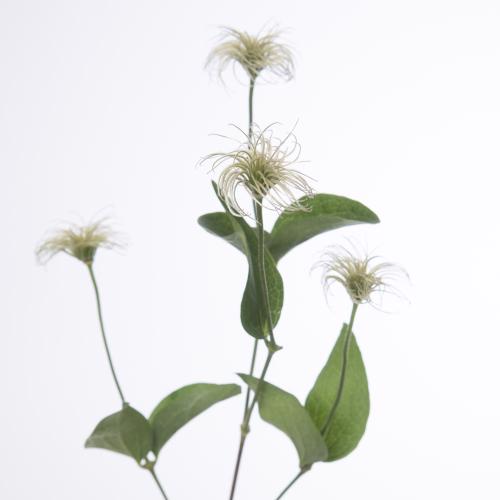 10x Clematis amazing kibo 60cm