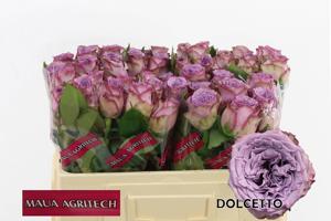 20x Rosa dolcetto! 50cm