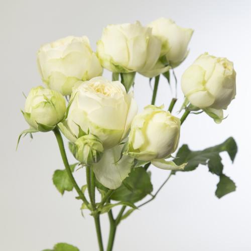 10x Rosa tr. ayala! 70cm
