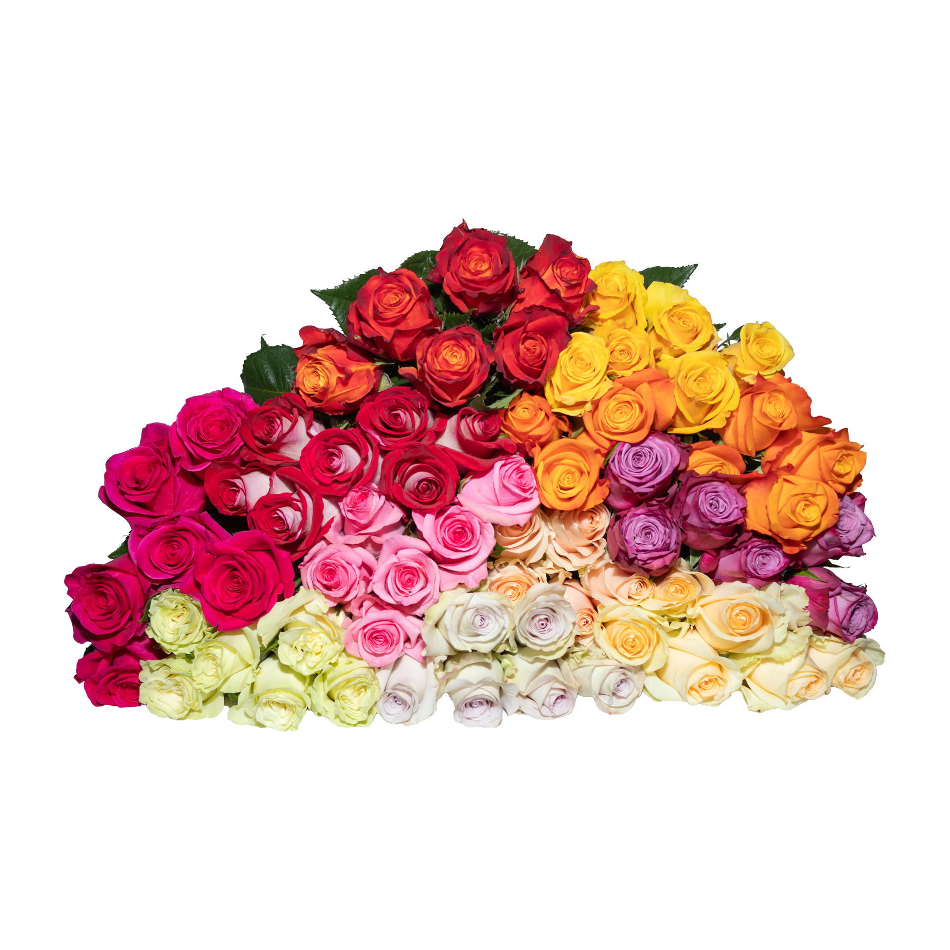 100x Rosa mix hoja verde 60cm