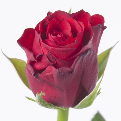 10x Rosa red ribbon 40cm