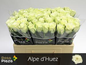 20x Rosa alpe d'huez 50cm