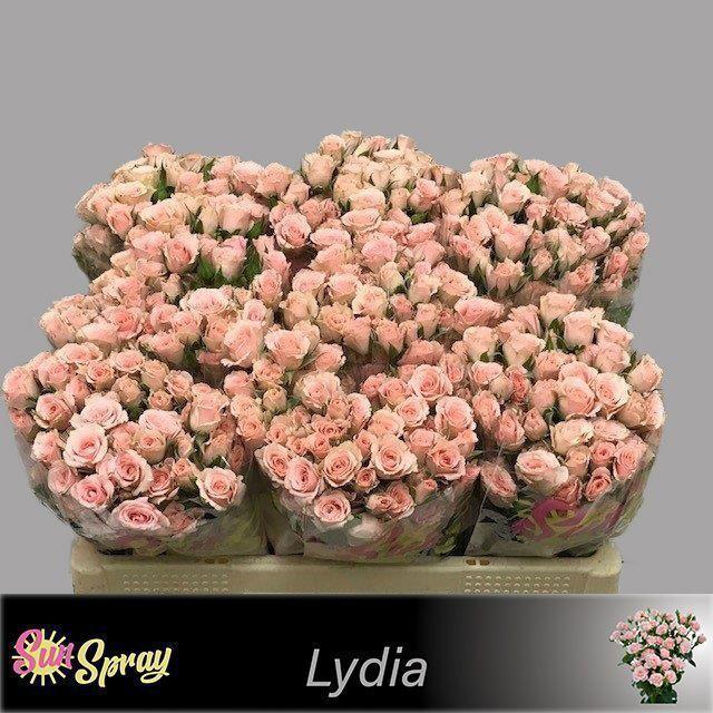 10x Rosa lydia 50cm