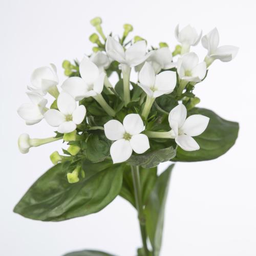 10x Bouv.white sensation 40cm