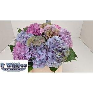 10x Hydr.elbtal roze 50cm