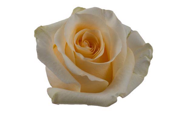 25x Rosa creme de la creme 50cm