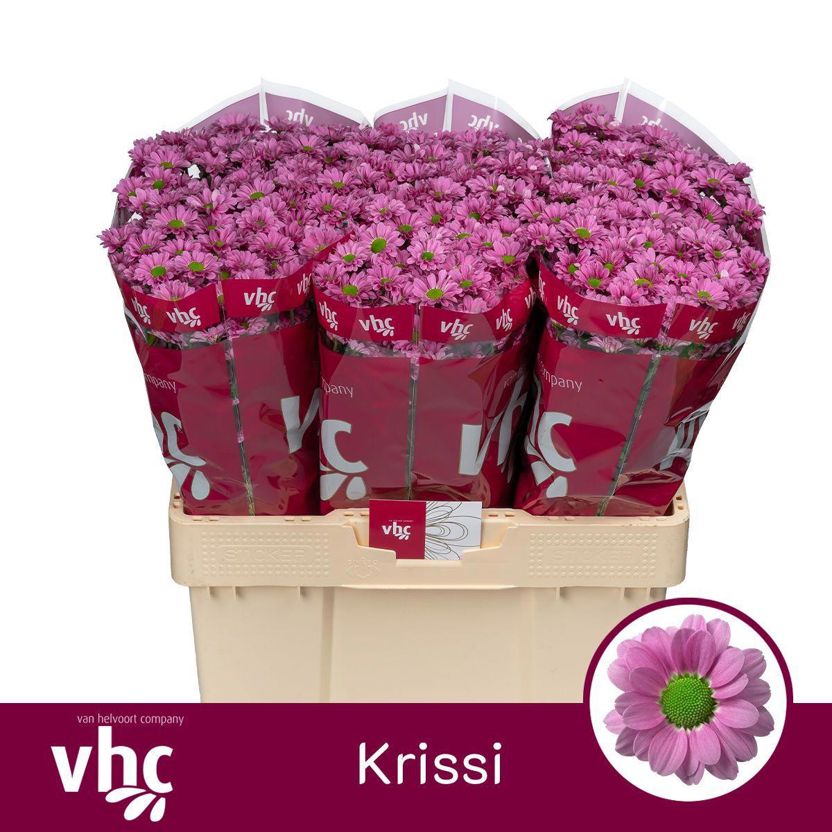 25x Chrysant san.krissi 50cm