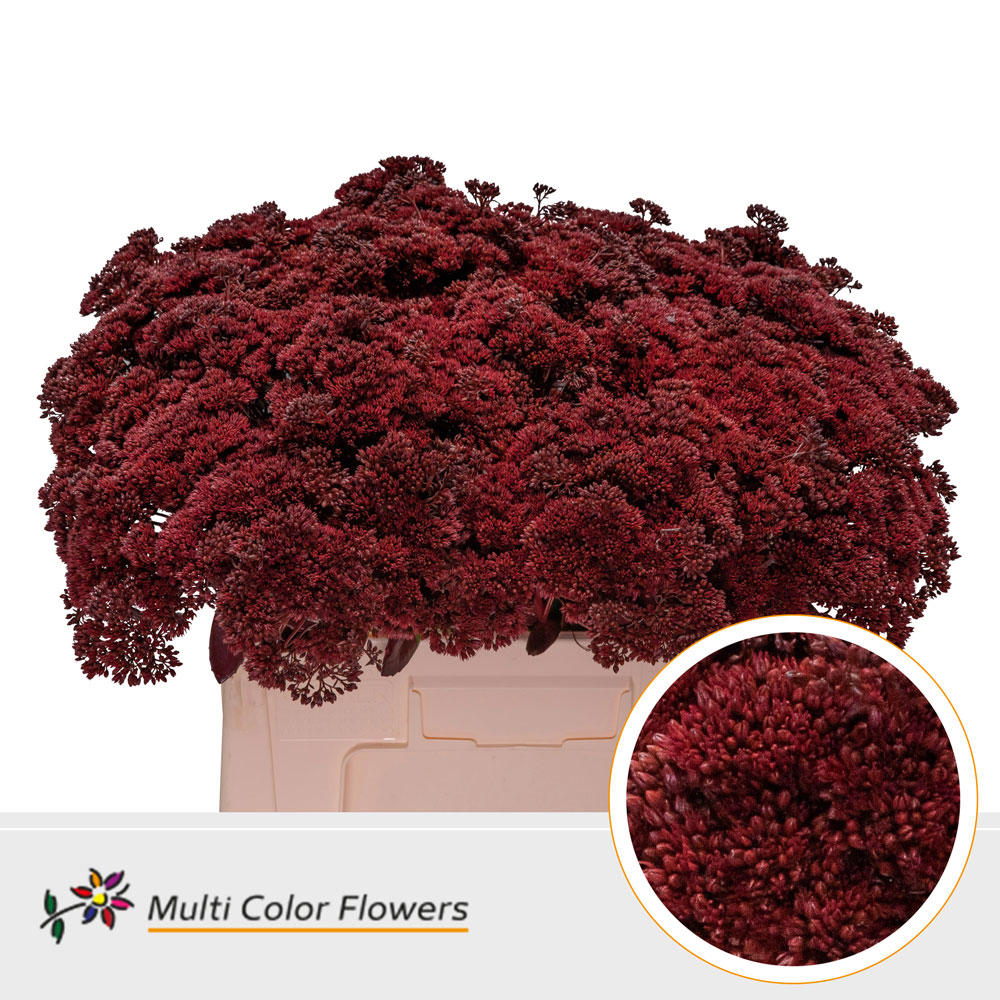 25x Sedum bordeaux 50cm