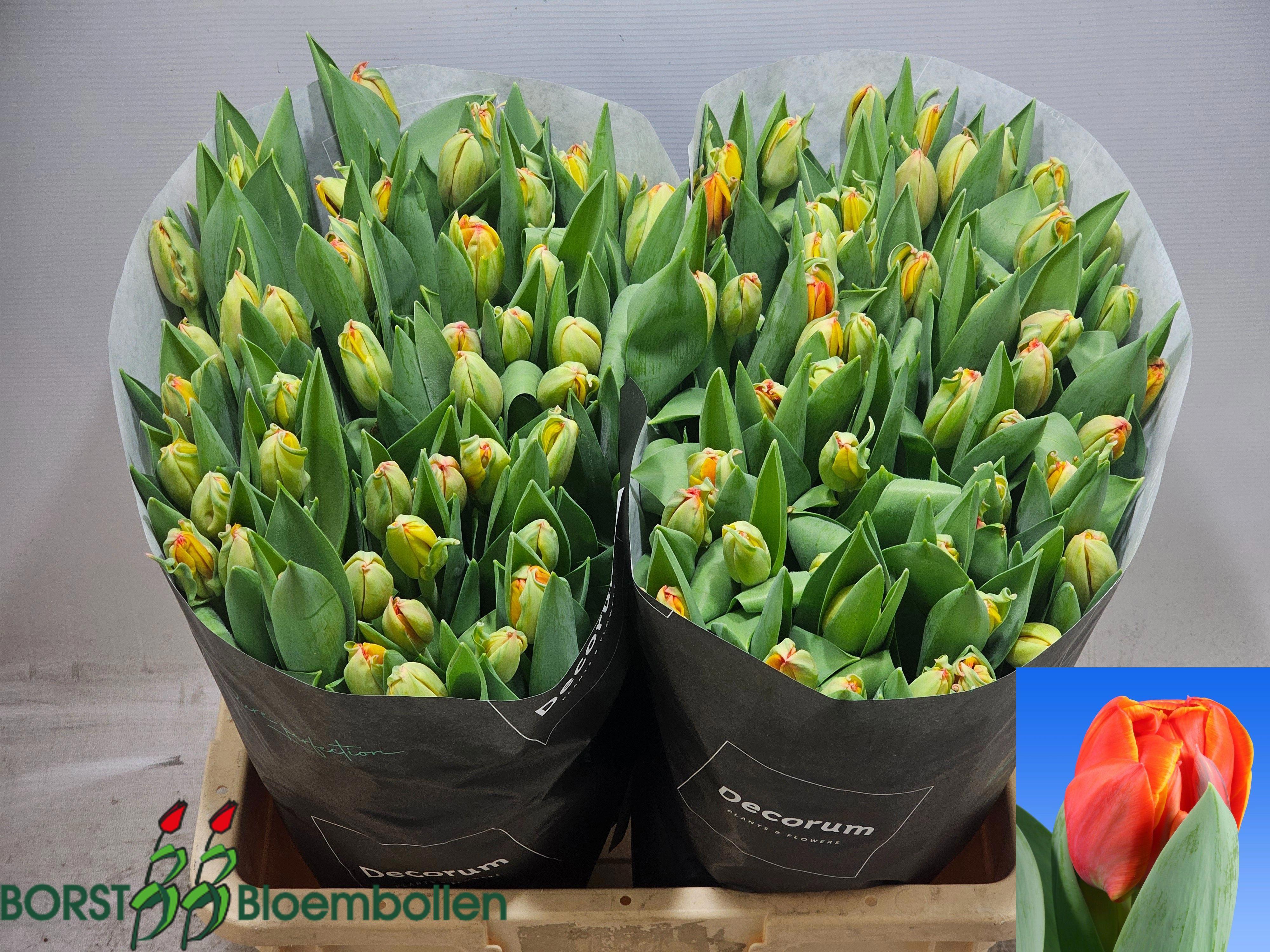 50x Tulipa queensday du 40cm