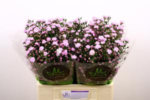 25x Aster double date pink 60cm