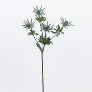 10x Eryngium orion questar 40cm
