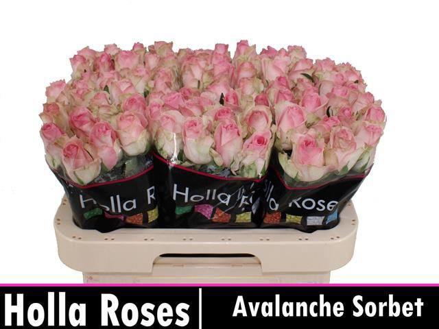 20x Rosa avalanche sorbet+ 60cm